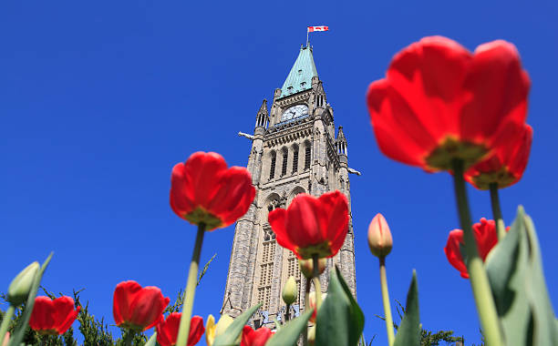istock Canadian Parliament surrounded by red tulips 492817647