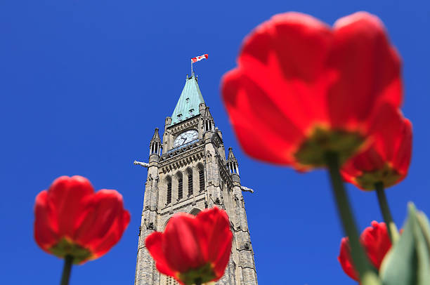 istock Canadian Parliament surrounded by red tulips 492817649