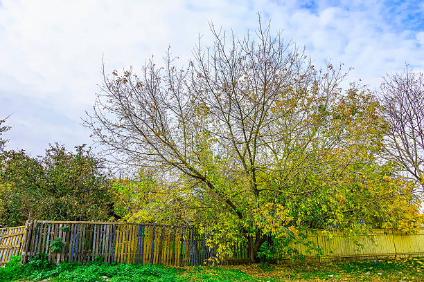 istock Autumn View on Branchy Colorful Tree with Fence 492817650