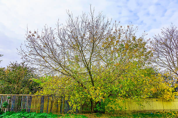 istock Branchy Colorful Tree with Fence in Autumn 492817720