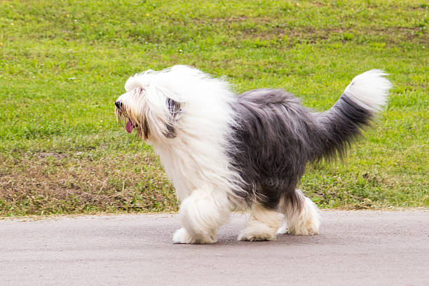 Old english sheepdog in nature