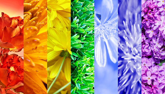 Flowers collage. Beautiful multicolored closeup image.