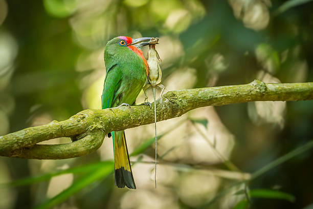 Red-bearded Bee-eater Red-bearded Bee-eater(Nyctyornis amictus ) with her prey flyable tree lizard in nature red bearded bee eater nyctyornis amictus stock pictures, royalty-free photos & images