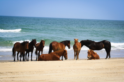 Horses on a beach near the ocean