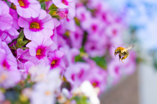 A flying honey bee in beautiful pink blossoms