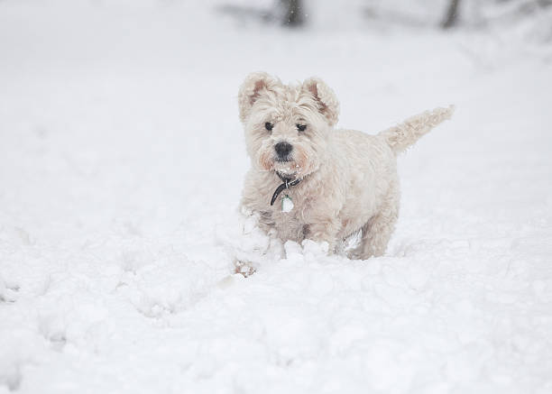 istock Small white dog in the snow 492818819