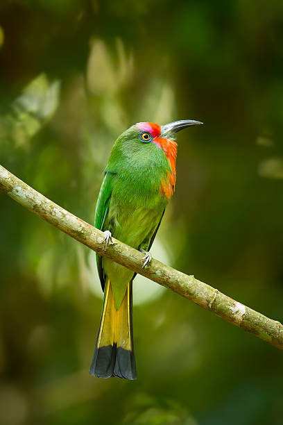 istock Portrait closeup of  Red-bearded Bee-eater 492819045