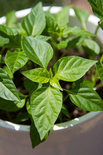 istock young seedlings chilli in white flowerpot 492819317