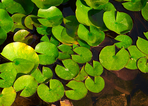 grün seerose auf feuchtgebiet bei sonnenaufgang - lillypad lily water lily water stock-fotos und bilder