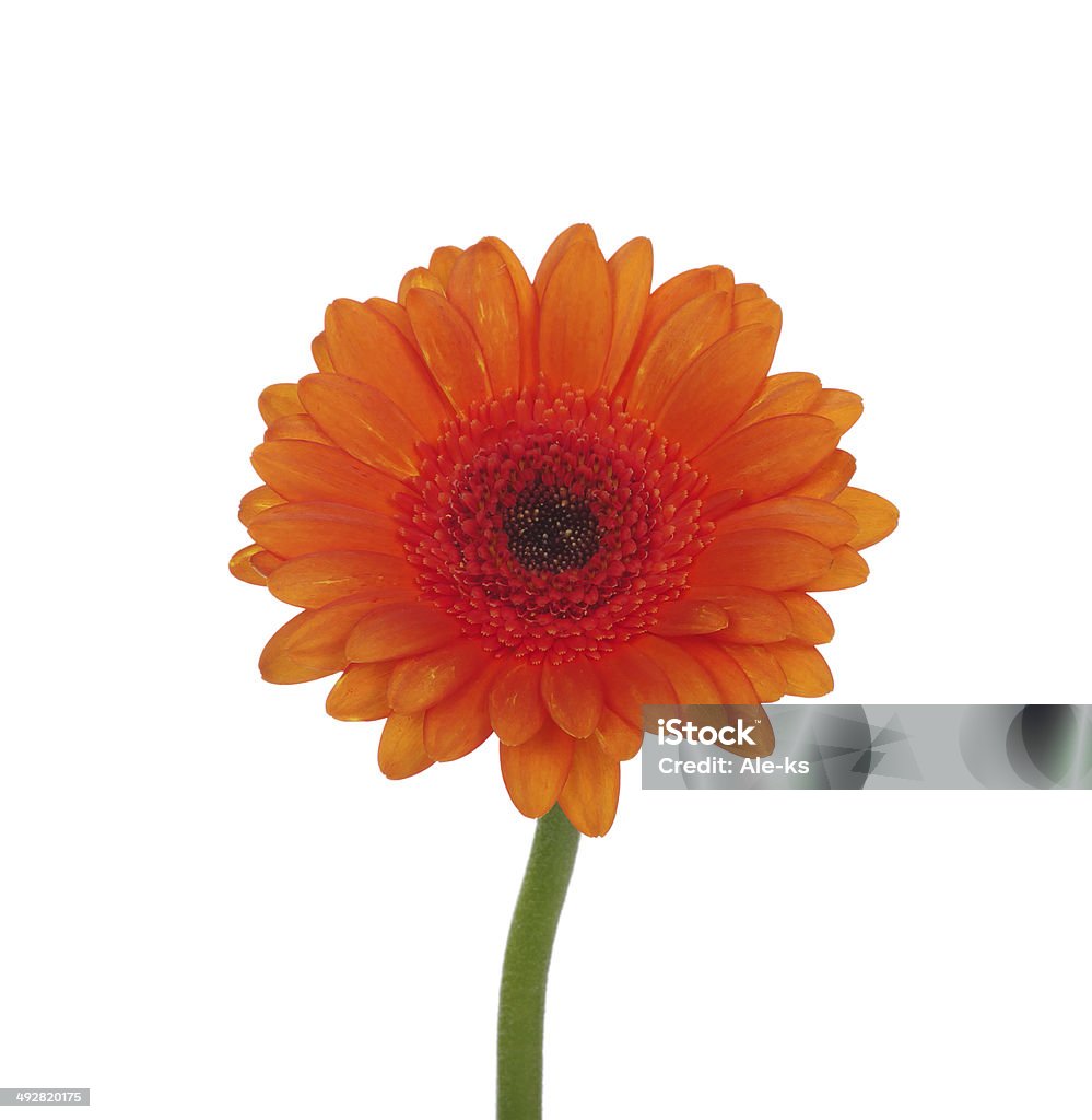 Flor de orange - Foto de stock de Amarillo - Color libre de derechos