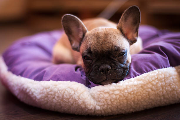 istock small French bulldog 492820473