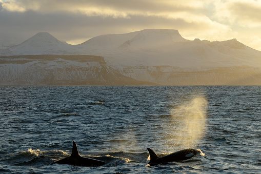 Killer Whales breathing in front of Icelandic coast at sunset.