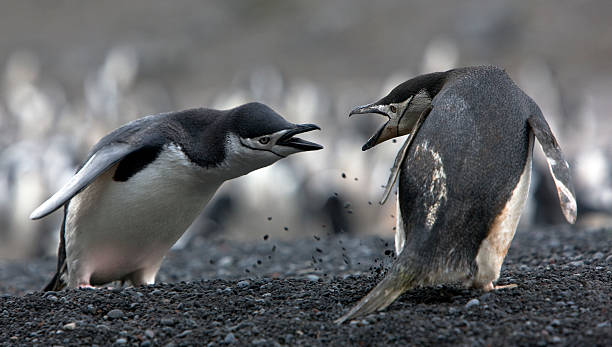 The conflict Antarctic penguins The conflict of two Antarctic penguins on the shore penguins fighting stock pictures, royalty-free photos & images