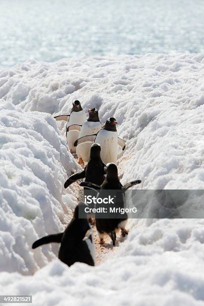 Adeles Penguins Go To The Sea Stock Photo - Download Image Now - Penguin, Antarctica, Meeting