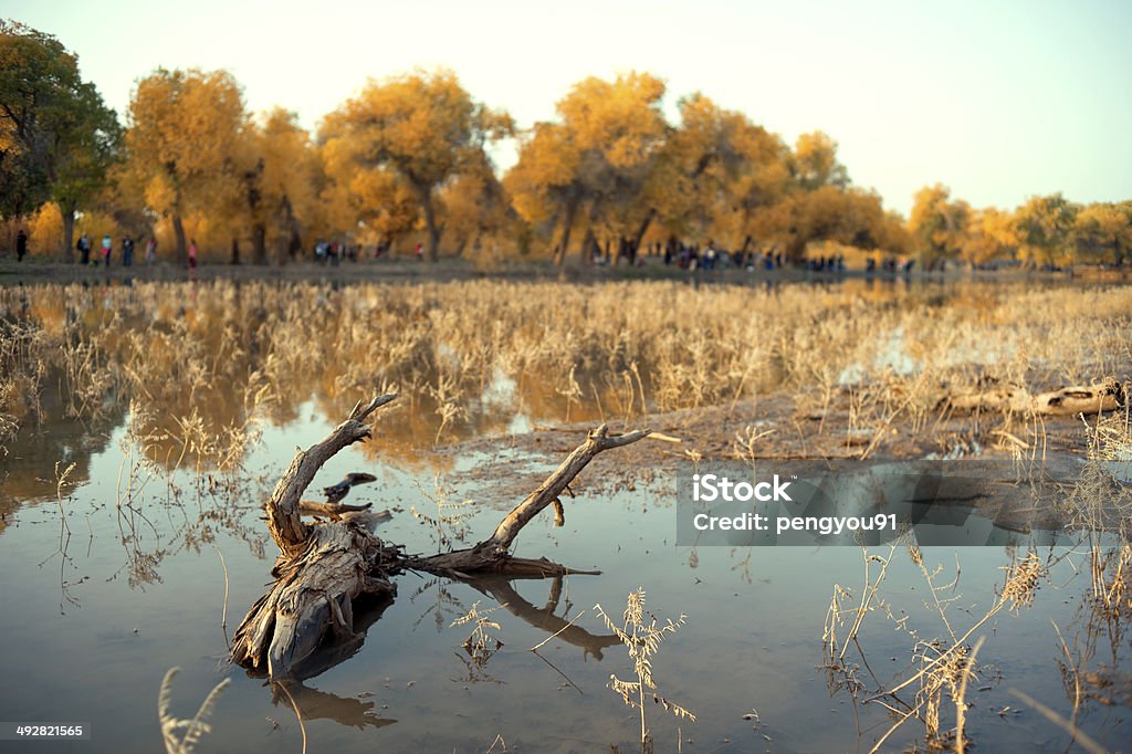 Desert poplar and horse Aegina Stock Photo