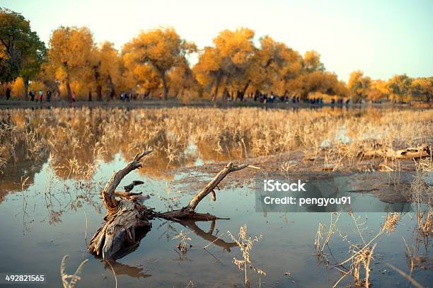 Desert Poplar And Horse Stock Photo - Download Image Now - Aegina, Animal Trunk, Animals In The Wild
