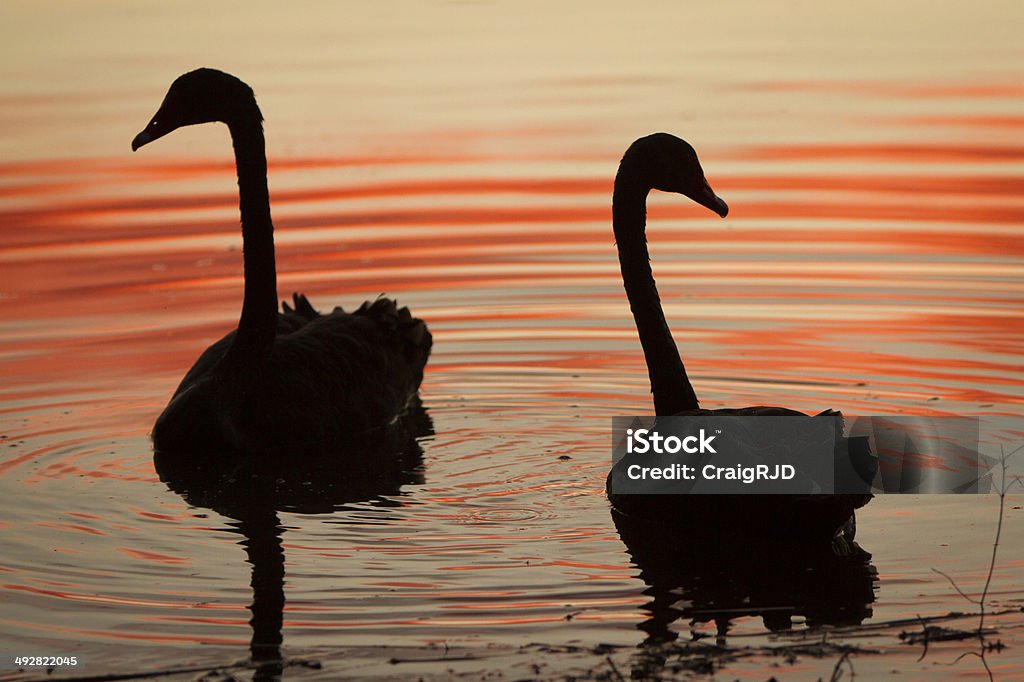 Black Swans Black swans in silhouette. Perth, Western Australia. Black Swan Stock Photo