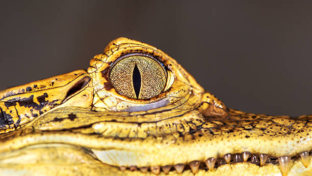 istock Head of a crocodile, eyes in closeup selective focus 492822159