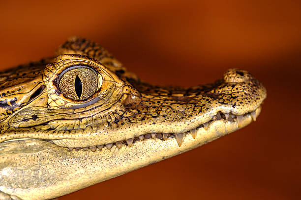 istock Head of a crocodile, eyes in closeup selective focus 492822167