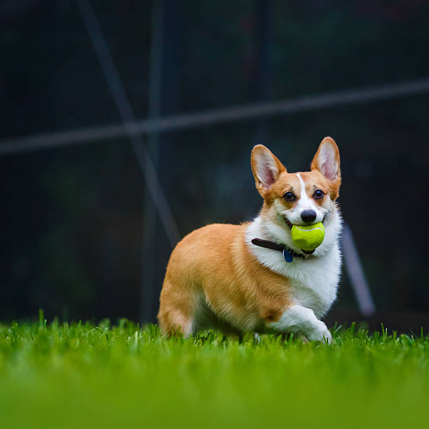 istock Female Welsh corgi dog 492839558