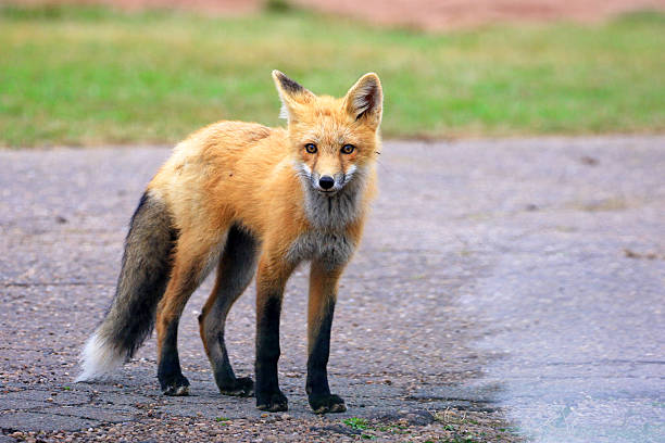 istock Red Fox Kit, Prince Edward Island 492841056