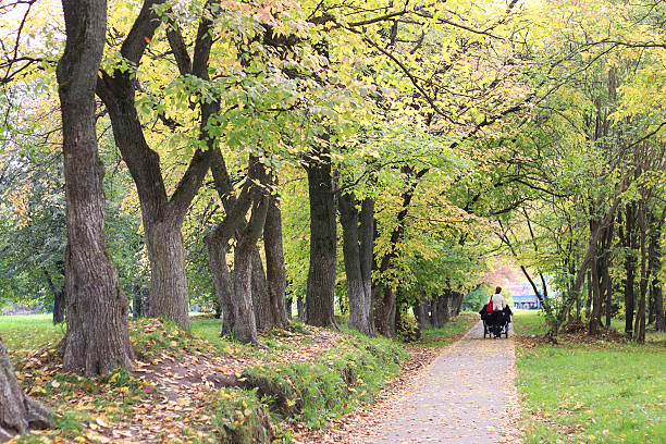 istock Park summer alley footpath 492841516