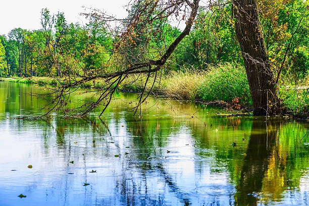 istock Bare Branch of Tree Touching Surface of Water 492841618