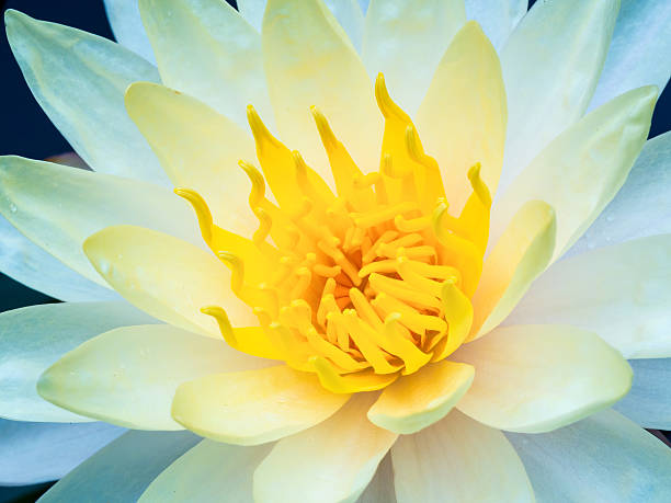 istock beautiful white lotus blossom on the pond 492841740