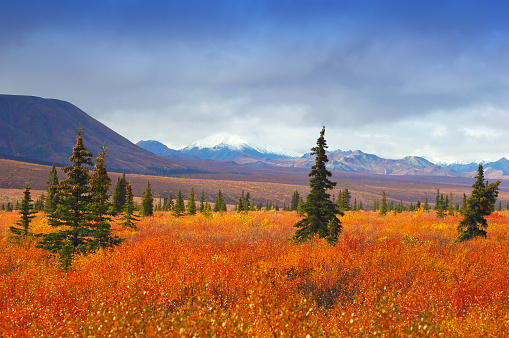Landscape with fall colors in Denali National Park,Alaska,USA.