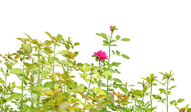 istock beautiful rose leaves isolated on white 492842080