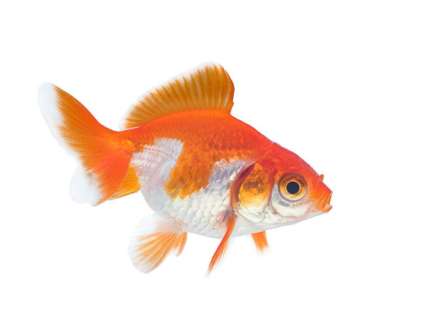 istock beautiful golden fish on white 492842322