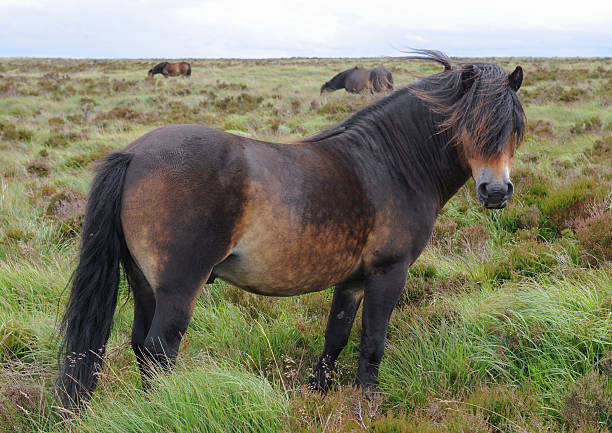 Exmoor Pony (Equus Ferus Caballus) on Exmoor National Park stock photo