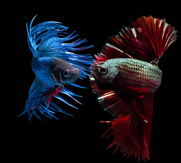 istock beautiful siamese fighting fish on black 492842924