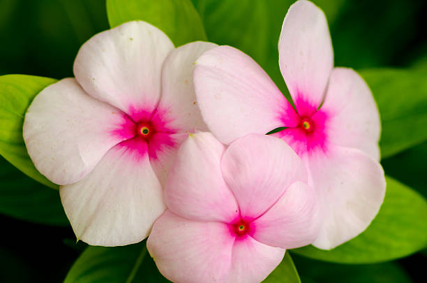 evergreen vinca flower - catharanthus zdjęcia i obrazy z banku zdjęć