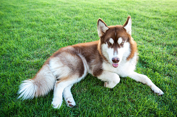 istock Brown dog lay down on green fiel 492843710