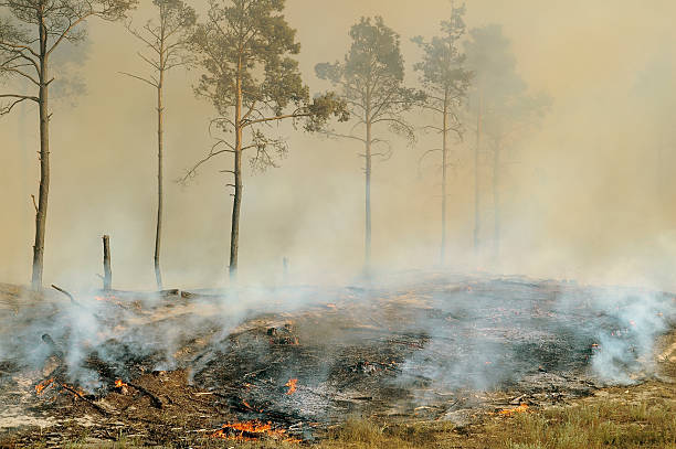istock The fire in the forest. Burning dry grass near the pines. 492844372