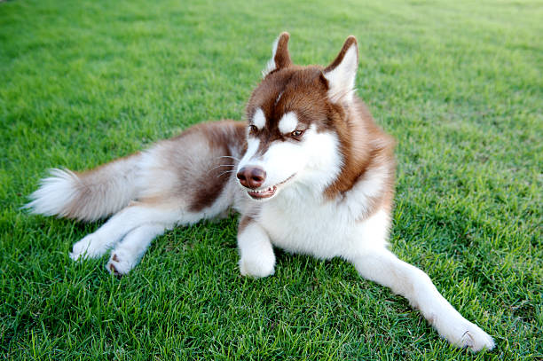 istock brown dog on green field 492844380