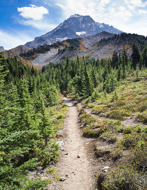 Timberline Trail to Mt. Hood. Mt. Hood on a sunny day. mt hood stock pictures, royalty-free photos & images