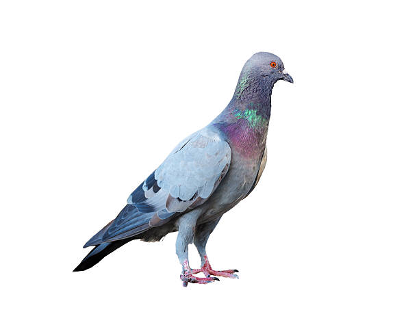 istock action of standing pigeon isolated 492845082