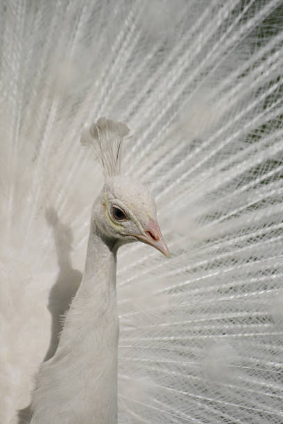istock Head of white peacock 492846082
