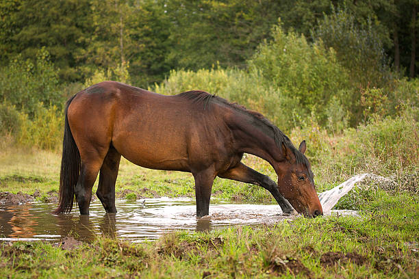 istock Young horse splashing in the water 492848020