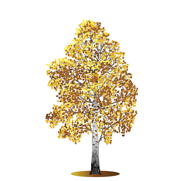 illustrations, cliparts, dessins animés et icônes de détachée arbre avec feuilles de bouleau jaune - floral pattern vector illustration and painting computer graphic