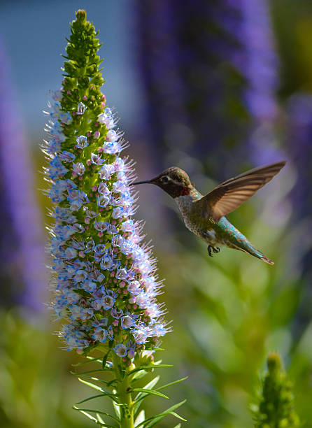 istock Hummingbird in flight on a flower 492848640