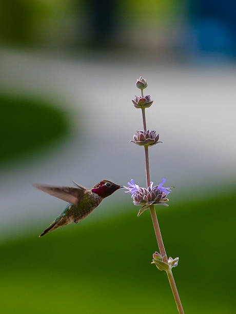 istock Hummingbird in flight on a flower 492848928