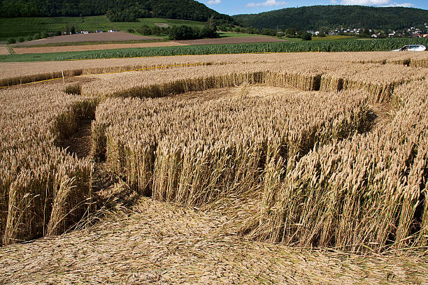 Inside of a crop circle in wheat field Details from the inside of a crop circle in the wheat field, which shows patterns are created by rolling over wheat. This crop circle was found in July, 2012 in Loehningen, Switzerland. It remains a mystery, who created this crop circle. crop circle stock pictures, royalty-free photos & images