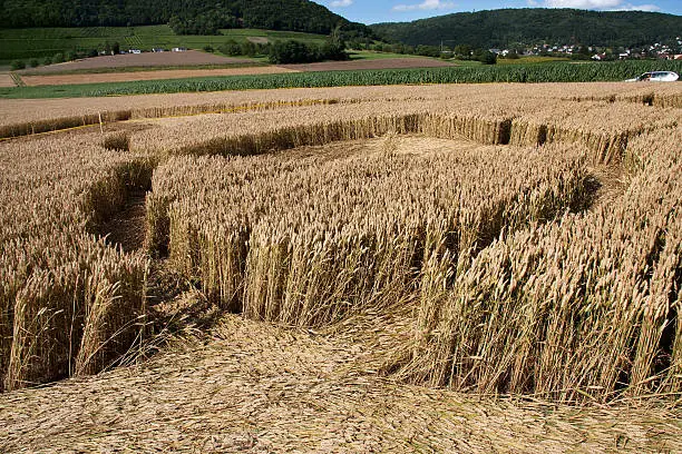 Photo of Inside of a crop circle in wheat field