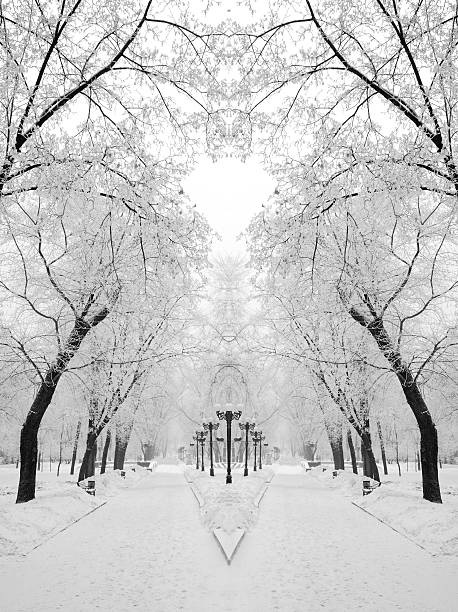 lustro odbicie zimie miasto boulevard - winter snow non urban scene tree zdjęcia i obrazy z banku zdjęć