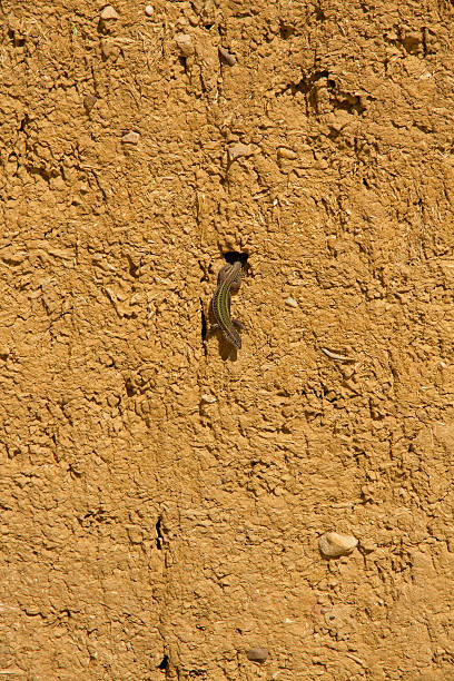 Lizard out of a hole in a sunny adobe wall