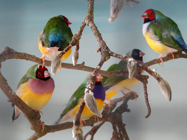 Image of community aviary, group of Gouldian finches perched together Photo showing a community aviary with a group of Gouldian finches perched together, against a plain blue background. gouldian finch stock pictures, royalty-free photos & images