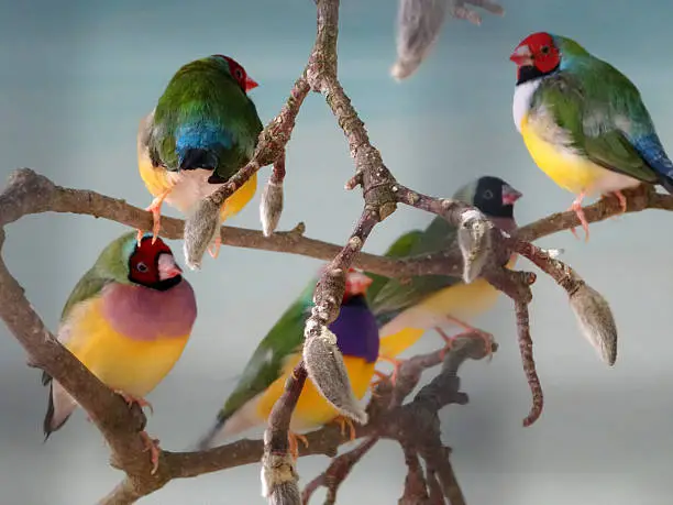 Photo showing a community aviary with a group of Gouldian finches perched together, against a plain blue background.